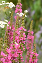 Fototapeta premium Garten 219