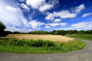 Champ de céréale, blé, avoine