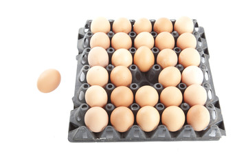 eggs panel