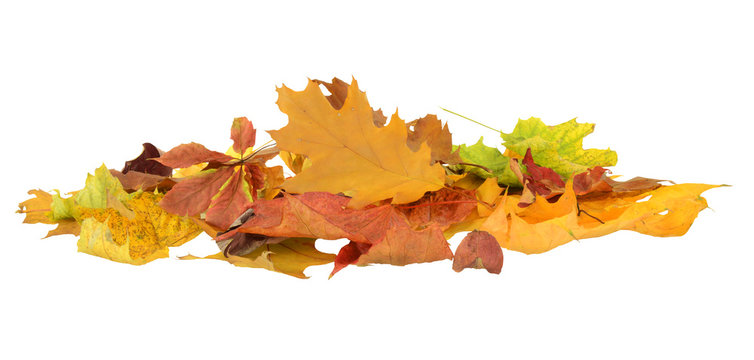 Herbst 46