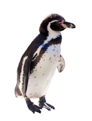 Obraz premium Humboldt penguin over white
