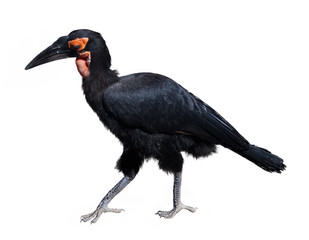 Fototapeta premium Ground Hornbill. Isolated over white