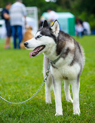 Siberian Husky dog