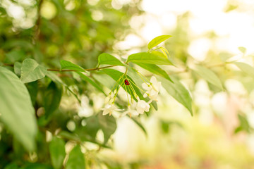 Ladybug on the white flower.