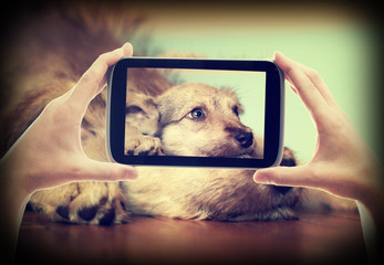 Photo Puppy on tablet