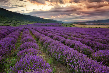 Fototapeta na wymiar Stunning landscape with lavender field at dawn