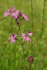 Kuckuckslichtlelke - Lychnis flos-cuculi