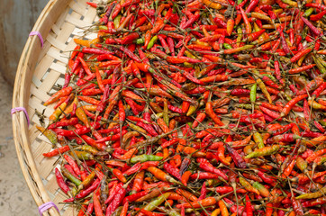 Dried chillies in the threshing basket