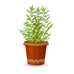 Rosemary in a flower pot