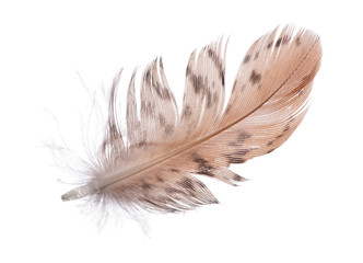 single spotted brown feather on white