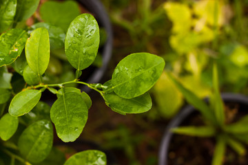 Fototapeta na wymiar leaf of lemon
