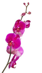 branch with bright large pink orchid blooms