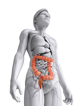 Male large intestine anatomy