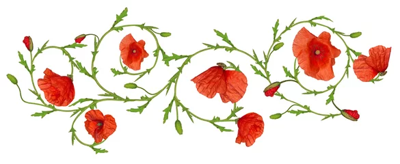 Crédence de cuisine en verre imprimé Coquelicots red poppy flower ornament strip isolated on white