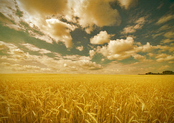 aged photo with yellow wheat field