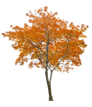 bright isolated single orange maple tree