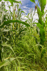 Maize field