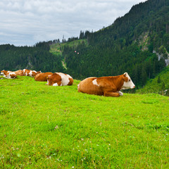 Fototapeta na wymiar Grazing Cows