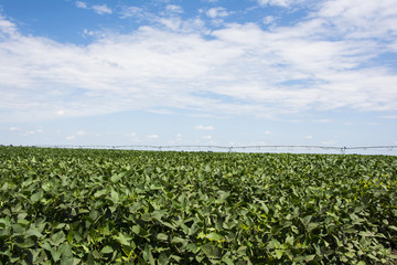 Fototapeta na wymiar Soya field with irrigation system