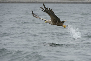 Eagle Catching Prey