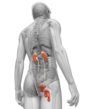 Male urinary system