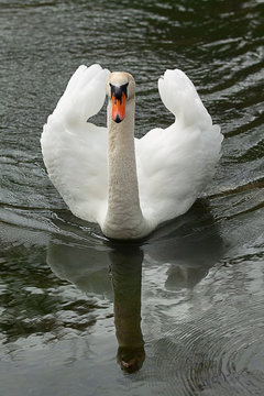 Male Mute Swan Swimming 7889