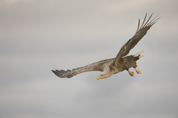 Eagle Gliding and Turning