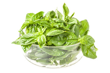 Fresh basil in bowl isolated on white