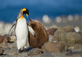 King penguin with young one
