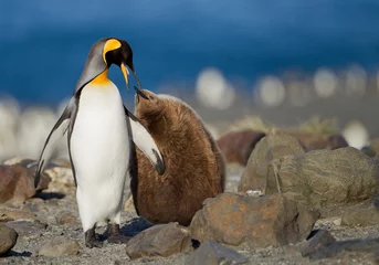 Muurstickers King penguin with young one © mzphoto11