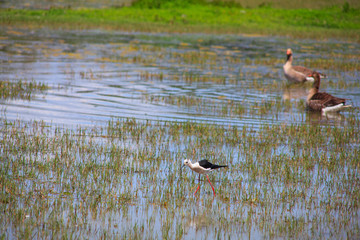 Black-winged stilt