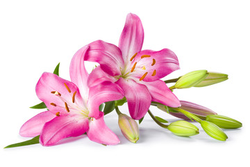 Pink lily flower isolated on white background - obrazy, fototapety, plakaty