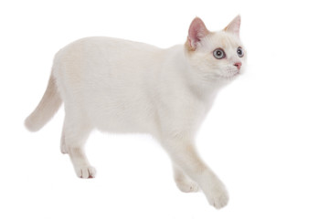 Weiße Katze seitlich isoliert