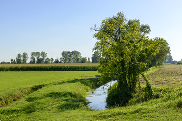 Obraz premium ditches and trees in Adda park near Abbadia Cerreto