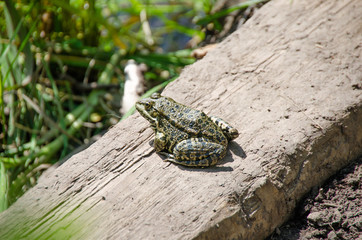 Frog sitting on the ground.