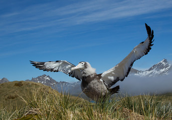 Young wandering albatross