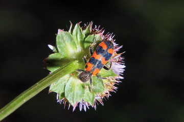 Escarabajo rojo de puntos negros, Sauceda, España