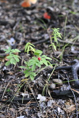 branch of wild rose on a background of forest