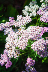 Rote Schafgarbe © fotoknips