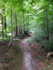 Waldweg