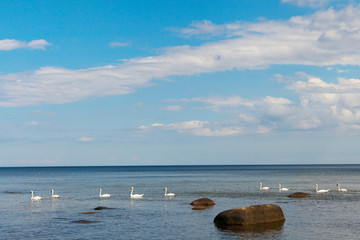 Fototapeta na wymiar Swans in sea,