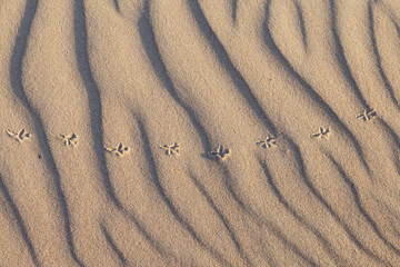 Fototapeta na wymiar Rippled sand.