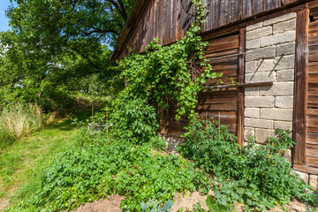 Old barn with grapes wine plants