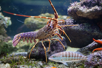 Lobster and fish in aquarium