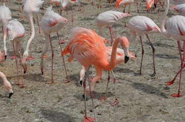 flamant rose