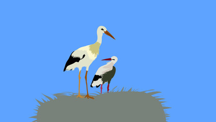 cigognes
