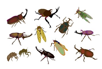 カブトムシやクワガタムシや蝉の昆虫図鑑