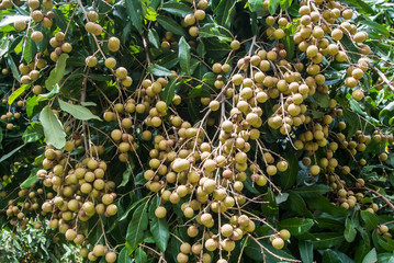 Longan on the tree
