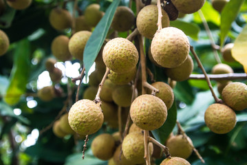 Longan on the tree