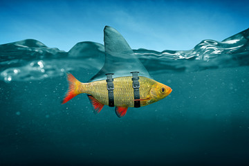 Small Fish with Shark Fin - obrazy, fototapety, plakaty